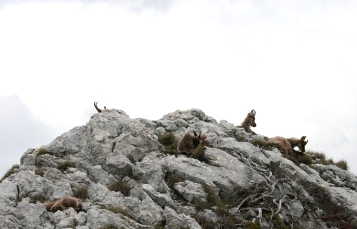 Camoscio d''Abruzzo Rupicapra pyrenaica ornata